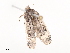  ( - CBG-A41779-C07)  @11 [ ] CreativeCommons - Attribution Share - Alike (2024) CBG Photography Group Centre for Biodiversity Genomics