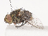 ( - CBG-A41819-E08)  @11 [ ] CreativeCommons - Attribution Share - Alike (2024) CBG Photography Group Centre for Biodiversity Genomics