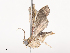  ( - CBG-A41821-D11)  @11 [ ] CreativeCommons - Attribution Share - Alike (2024) CBG Photography Group Centre for Biodiversity Genomics