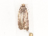  ( - CBG-A41843-F05)  @11 [ ] CreativeCommons - Attribution Share - Alike (2024) CBG Photography Group Centre for Biodiversity Genomics
