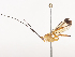  ( - CBG-A41844-H01)  @11 [ ] CreativeCommons - Attribution Share - Alike (2024) CBG Photography Group Centre for Biodiversity Genomics