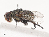  (Phasia Janzen2519 - CBG-A40214-D12)  @11 [ ] CreativeCommons - Attribution Share - Alike (2024) CBG Photography Group Centre for Biodiversity Genomics