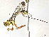 ( - CBG-A40216-A03)  @11 [ ] CreativeCommons - Attribution Share-Alike (2024) CBG Photography Group Centre for Biodiversity Genomics