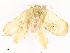  ( - CBG-A41813-B10)  @11 [ ] CreativeCommons - Attribution Share - Alike (2024) CBG Photography Group Centre for Biodiversity Genomics