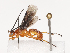  (Aleiodes Malaise3889 - CBG-A41816-A11)  @11 [ ] CreativeCommons - Attribution Share - Alike (2024) CBG Photography Group Centre for Biodiversity Genomics