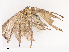  ( - CBG-A44305-A09)  @11 [ ] CreativeCommons - Attribution Share - Alike (2024) CBG Photography Group Centre for Biodiversity Genomics