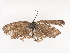  ( - CBG-A44305-B10)  @11 [ ] CreativeCommons - Attribution Share - Alike (2024) CBG Photography Group Centre for Biodiversity Genomics