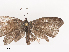  ( - CBG-A44305-B12)  @11 [ ] CreativeCommons - Attribution Share - Alike (2024) CBG Photography Group Centre for Biodiversity Genomics