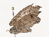  ( - CBG-A44305-C03)  @11 [ ] CreativeCommons - Attribution Share - Alike (2024) CBG Photography Group Centre for Biodiversity Genomics