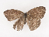  ( - CBG-A44306-A12)  @11 [ ] CreativeCommons - Attribution Share - Alike (2024) CBG Photography Group Centre for Biodiversity Genomics