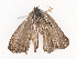 ( - CBG-A44306-B01)  @11 [ ] CreativeCommons - Attribution Share - Alike (2024) CBG Photography Group Centre for Biodiversity Genomics