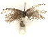  ( - CBG-A44306-F07)  @11 [ ] CreativeCommons - Attribution Share-Alike (2024) CBG Photography Group Centre for Biodiversity Genomics