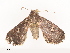  ( - CBG-A41822-H01)  @11 [ ] CreativeCommons - Attribution Share - Alike (2024) CBG Photography Group Centre for Biodiversity Genomics