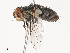  (Linnaemya Janzen6447 - CBG-A41847-A02)  @11 [ ] CreativeCommons - Attribution Share - Alike (2024) CBG Photography Group Centre for Biodiversity Genomics