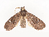  ( - CBG-A41847-E09)  @11 [ ] CreativeCommons - Attribution Share - Alike (2024) CBG Photography Group Centre for Biodiversity Genomics