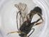 (Microcharops tibialisDHJ05 - CBG-A41415-H05)  @11 [ ] CreativeCommons - Attribution Share - Alike (2024) Centre for Biodiversity Genomics Centre for Biodiversity Genomics
