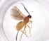  (Bracon Malaise5909 - CBG-A42914-H01)  @11 [ ] CreativeCommons - Attribution Share - Alike (2024) Centre for Biodiversity Genomics Centre for Biodiversity Genomics