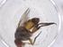 (Siphona Malaise2938 - CBG-A42922-G02)  @11 [ ] CreativeCommons - Attribution Share - Alike (2024) Centre for Biodiversity Genomics Centre for Biodiversity Genomics