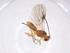  (opiMalaise01 Malaise6680 - CBG-A42925-C04)  @11 [ ] CreativeCommons - Attribution Share - Alike (2024) Centre for Biodiversity Genomics Centre for Biodiversity Genomics