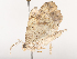  ( - CBG-A44309-A03)  @11 [ ] CreativeCommons - Attribution Share - Alike (2024) CBG Photography Group Centre for Biodiversity Genomics