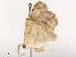  ( - CBG-A44309-A04)  @11 [ ] CreativeCommons - Attribution Share - Alike (2024) CBG Photography Group Centre for Biodiversity Genomics