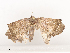  ( - CBG-A44377-C02)  @11 [ ] CreativeCommons - Attribution Share - Alike (2024) CBG Photography Group Centre for Biodiversity Genomics