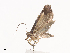  ( - CBG-A38490-E11)  @11 [ ] CreativeCommons - Attribution Share - Alike (2024) CBG Photography Group Centre for Biodiversity Genomics