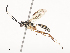  ( - CBG-A41781-C05)  @11 [ ] CreativeCommons - Attribution Share - Alike (2024) CBG Photography Group Centre for Biodiversity Genomics