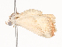  ( - CBG-A41783-E03)  @11 [ ] CreativeCommons - Attribution Share - Alike (2024) CBG Photography Group Centre for Biodiversity Genomics