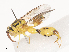  (chalMalaise6944 - CBG-A41784-E09)  @11 [ ] CreativeCommons - Attribution Share - Alike (2024) CBG Photography Group Centre for Biodiversity Genomics