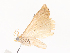  (crambidBioLep01 BioLep2760 - CBG-A44385-C08)  @11 [ ] CreativeCommons - Attribution Share - Alike (2024) CBG Photography Group Centre for Biodiversity Genomics