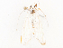  ( - CBG-A44388-C03)  @11 [ ] CreativeCommons - Attribution Share - Alike (2024) CBG Photography Group Centre for Biodiversity Genomics
