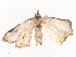  ( - CBG-A44392-B11)  @11 [ ] CreativeCommons - Attribution Share - Alike (2024) CBG Photography Group Centre for Biodiversity Genomics