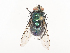  ( - CBG-A44392-D03)  @11 [ ] CreativeCommons - Attribution Share - Alike (2024) CBG Photography Group Centre for Biodiversity Genomics
