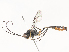 ( - CBG-A45265-G02)  @11 [ ] CreativeCommons - Attribution Share - Alike (2024) CBG Photography Group Centre for Biodiversity Genomics