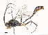  ( - CBG-A45265-G06)  @11 [ ] CreativeCommons - Attribution Share - Alike (2024) CBG Photography Group Centre for Biodiversity Genomics