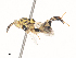  (chalJanzen2416 - CBG-A45266-F12)  @11 [ ] CreativeCommons - Attribution Share - Alike (2024) CBG Photography Group Centre for Biodiversity Genomics