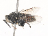  ( - CBG-A45266-G01)  @11 [ ] CreativeCommons - Attribution Share - Alike (2024) CBG Photography Group Centre for Biodiversity Genomics