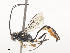  ( - CBG-A45267-E12)  @11 [ ] CreativeCommons - Attribution Share - Alike (2024) CBG Photography Group Centre for Biodiversity Genomics