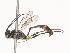  ( - CBG-A45267-F01)  @11 [ ] CreativeCommons - Attribution Share - Alike (2024) CBG Photography Group Centre for Biodiversity Genomics