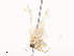  ( - CBG-A45268-B06)  @11 [ ] CreativeCommons - Attribution Share - Alike (2024) CBG Photography Group Centre for Biodiversity Genomics