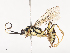  ( - CBG-A45269-A03)  @11 [ ] CreativeCommons - Attribution Share - Alike (2024) CBG Photography Group Centre for Biodiversity Genomics