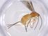  (Bracon Malaise3364 - CBG-A45794-G05)  @11 [ ] CreativeCommons - Attribution Share - Alike (2024) Centre for Biodiversity Genomics Centre for Biodiversity Genomics