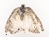  ( - CBG-A44354-F08)  @11 [ ] CreativeCommons - Attribution Share - Alike (2024) CBG Photography Group Centre for Biodiversity Genomics