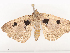  ( - CBG-A44355-C01)  @11 [ ] CreativeCommons - Attribution Share - Alike (2024) CBG Photography Group Centre for Biodiversity Genomics
