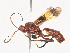  ( - CBG-A44355-F07)  @11 [ ] CreativeCommons - Attribution Share - Alike (2024) CBG Photography Group Centre for Biodiversity Genomics