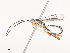  ( - CBG-A44356-E10)  @11 [ ] CreativeCommons - Attribution Share - Alike (2024) CBG Photography Group Centre for Biodiversity Genomics
