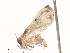  ( - CBG-A44360-C09)  @11 [ ] CreativeCommons - Attribution Share - Alike (2024) CBG Photography Group Centre for Biodiversity Genomics
