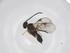  (Glyptapanteles Malaise3699 - CBG-A45376-D08)  @11 [ ] CreativeCommons - Attribution Share - Alike (2024) Centre for Biodiversity Genomics Centre for Biodiversity Genomics
