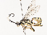  ( - CBG-A46877-C02)  @11 [ ] CreativeCommons - Attribution Share - Alike (2024) CBG Photography Group Centre for Biodiversity Genomics